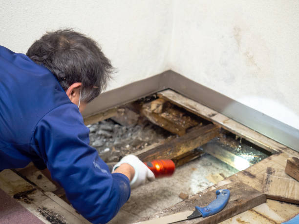 Professional Mold Remediation in East Aurora, NY