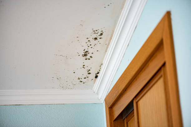 Best Residential Mold Remediation in East Aurora, NY