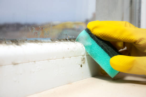 Best Post-Flood Mold Remediation in East Aurora, NY