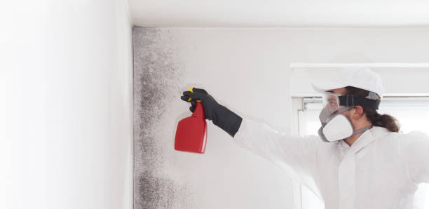 Best Commercial Mold Remediation in East Aurora, NY