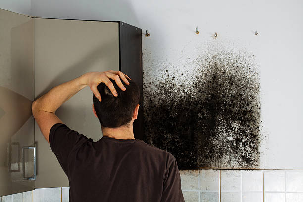 Best Black Mold Remediation in East Aurora, NY